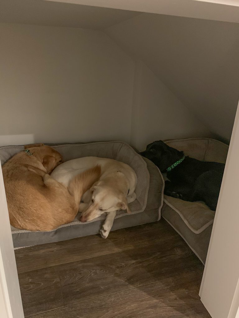 All three dogs using the under stairs dog cove