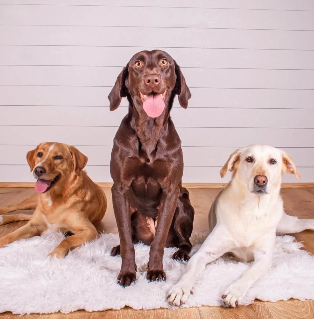 Three Labradors of varied colors sitting on a fuzzy white rug in front of a shiplap wall