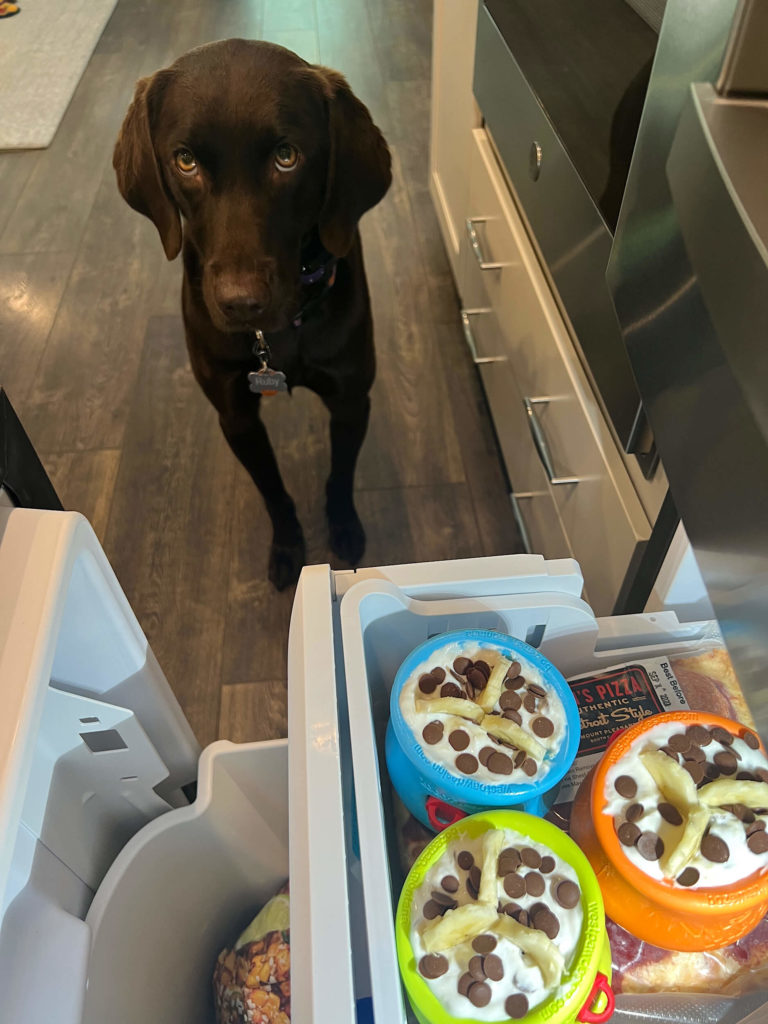 A chocolate Labrador patiently watches as three filled West Paw Toppls are added to the freezer