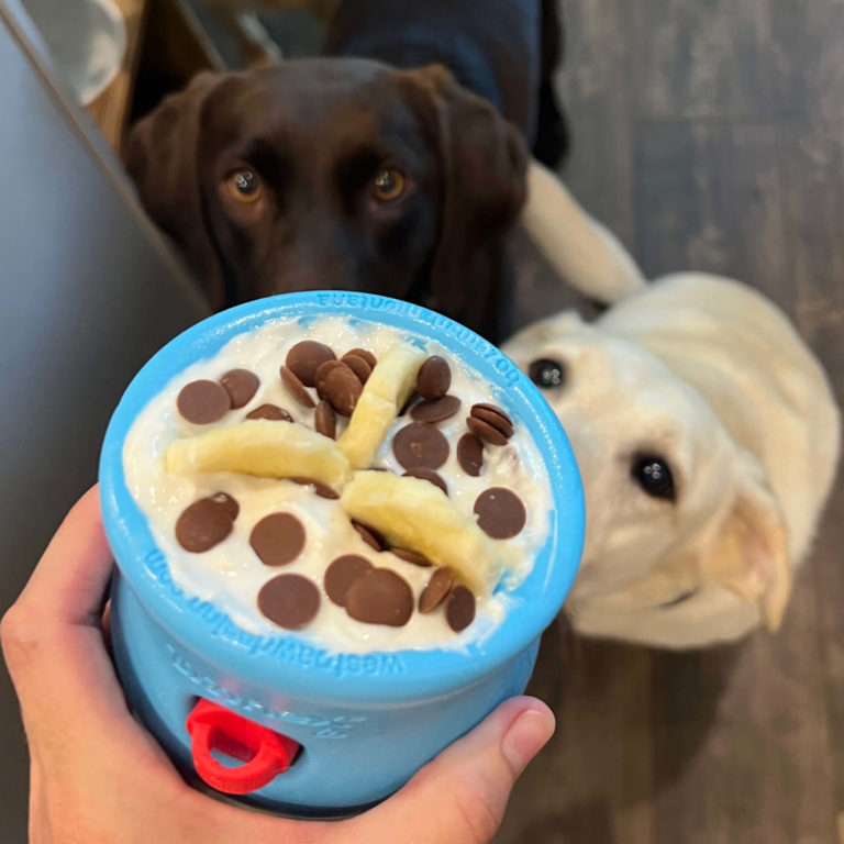 A chocolate Labrador and a white Labrador stare at a filled Toppl with wide eyes