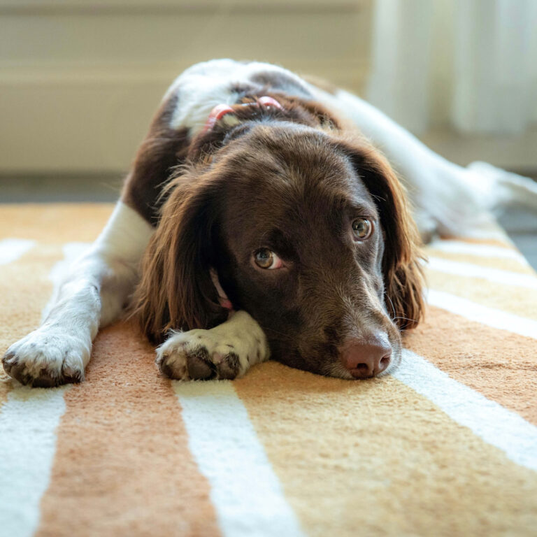 A brown and white spaniel laying on a striped run looks pensively to the side