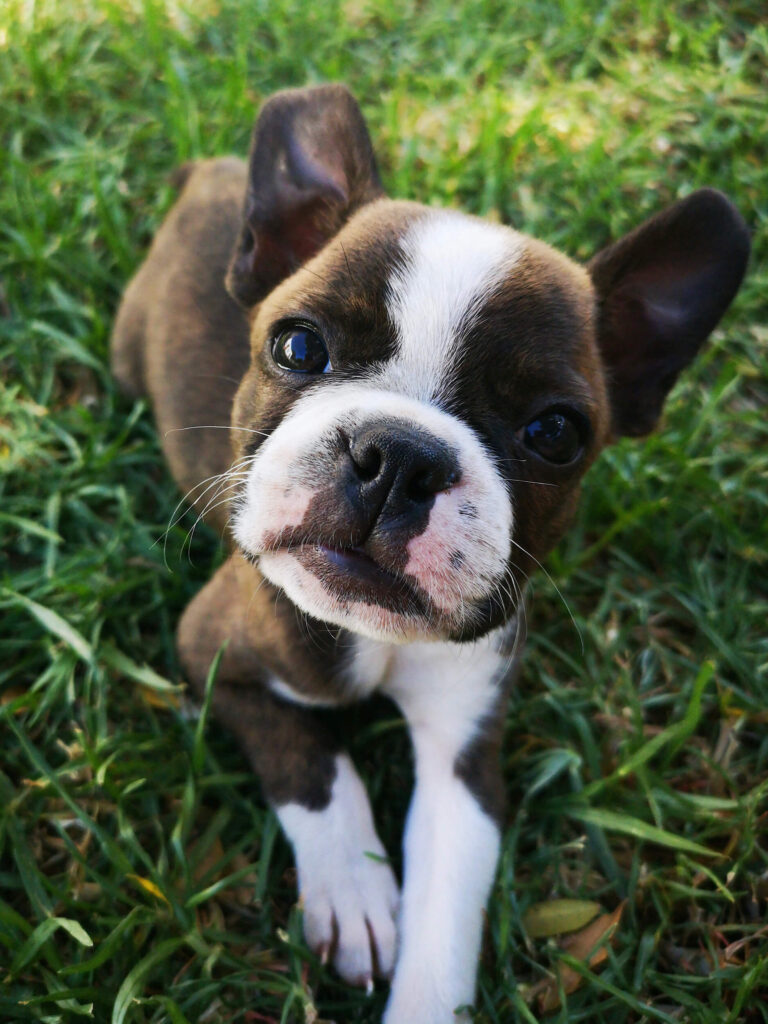 A Boston Terrier pup laying in the grass, looking up at the camera