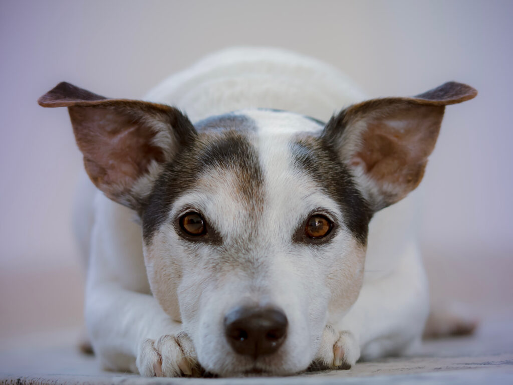 A white dog with black ears laying with head on paws, staring intently