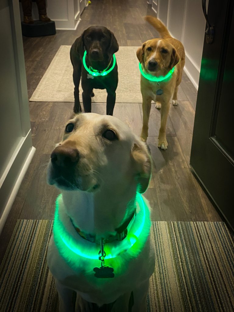 Three dogs in glowing collars for dog walking at night safety