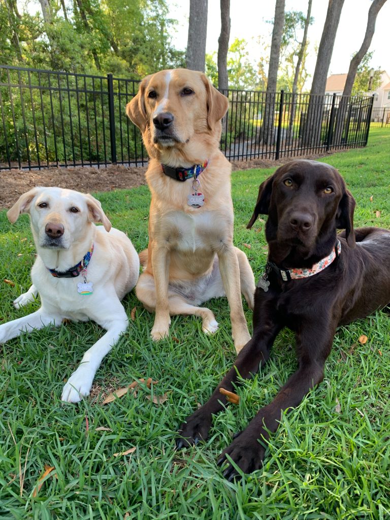 My three labs in an outdoor setting who I found are actually related after DNA testing with Embark