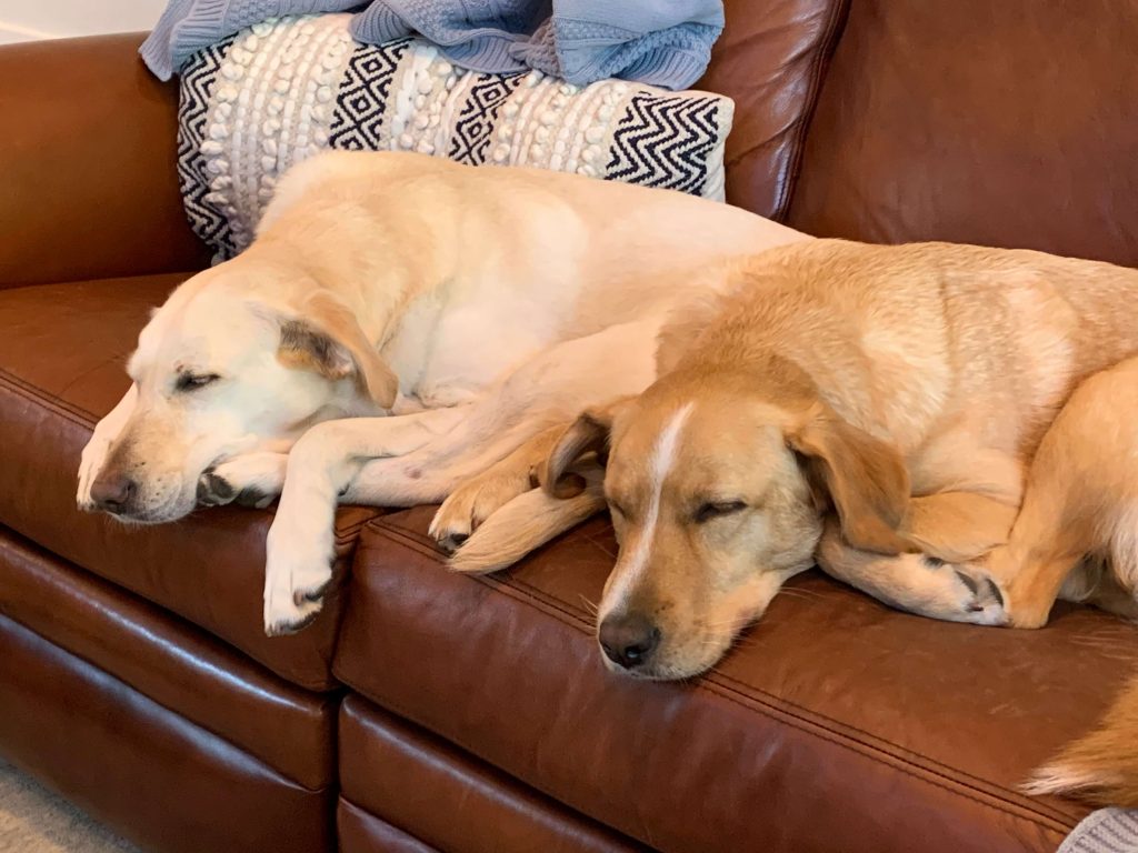 Two labradors sleeping on a leather sofa