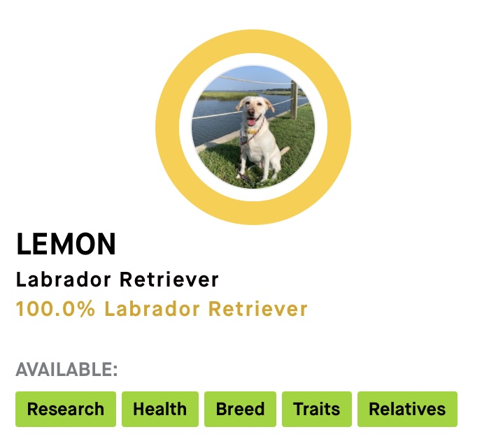 My dog Lemon’s Embark DNA results showing she is 100% Labrador Retriever