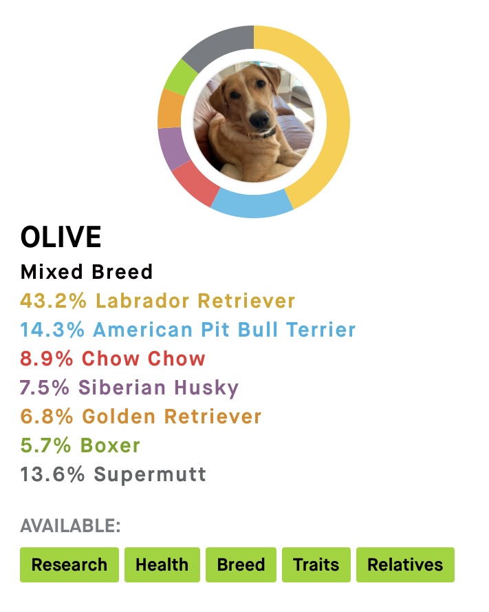My dog Olive’s Embark DNA results show she’s quite the mix!