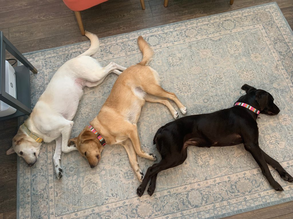 Three labradors of varied color laying on a patterned rug that hides dog hair