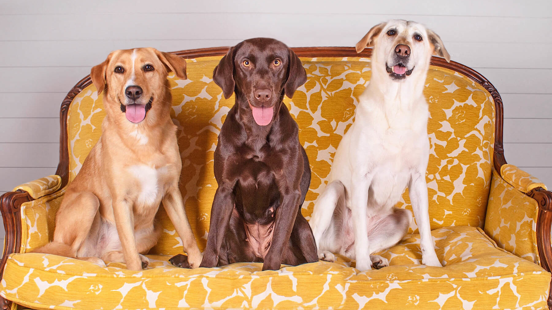 Three Labradors of varied colors sitting on a gold Victorian sofa.