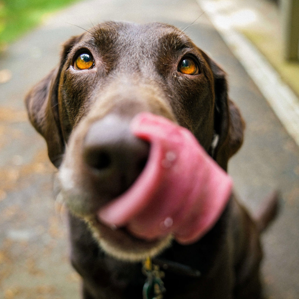 When it comes to Thanksgiving safety tips for dogs, don't fall for this Chocolate lab's soulful eyes as he licks his chops