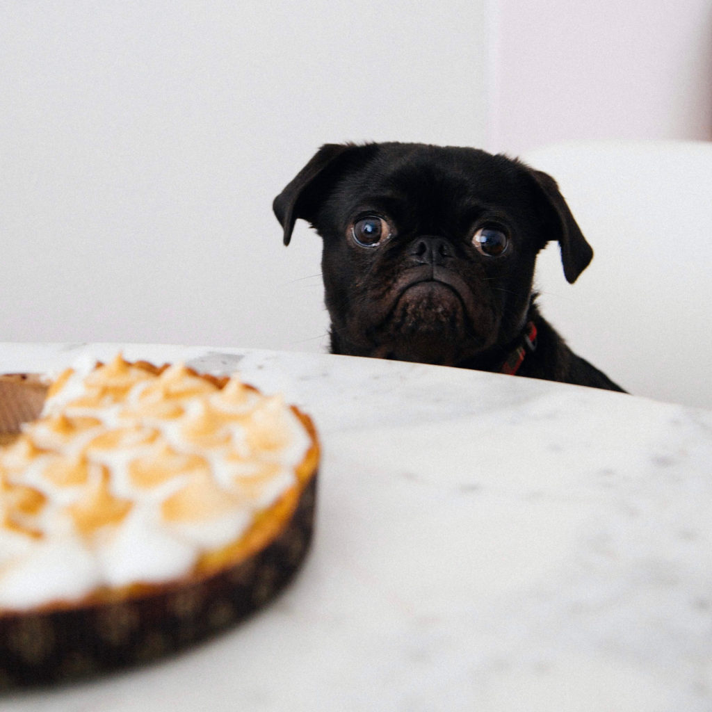 When it comes to Thanksgiving safety tips for dogs, this Black Pug looks sorely disappointed as he gazes upon a sweet potato pie of which he cannot indulge