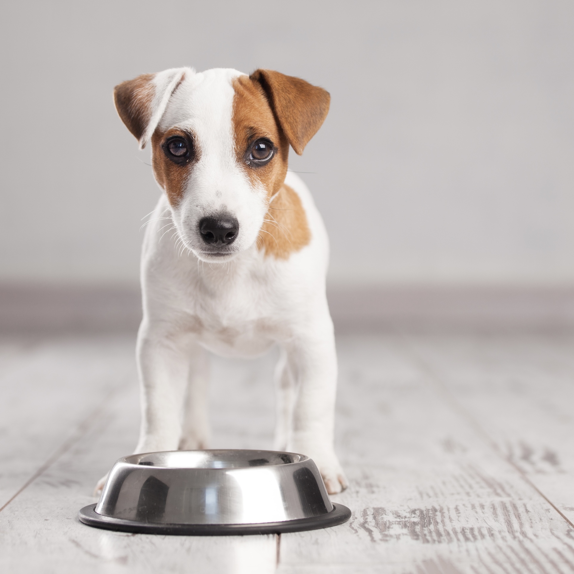 Slow Feed Options For Dogs Eating Too Fast