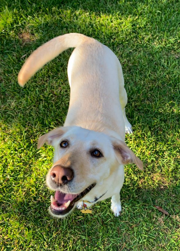 What To Do With Dog Poop Until Garbage Day