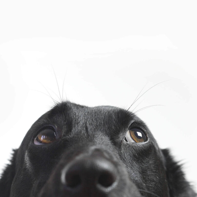 A black dog peeks up nervously from the bottom of the frame.