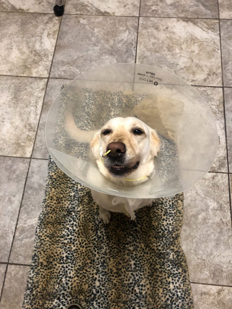 Dog wearing the cone of shame needs an alternative