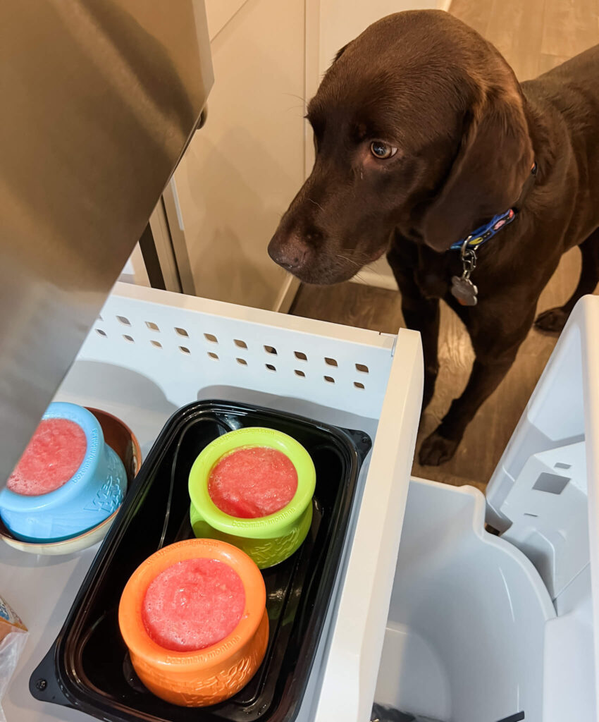 A Chocolate Labrador watches as the Toppl is placed in the freezer drawer
