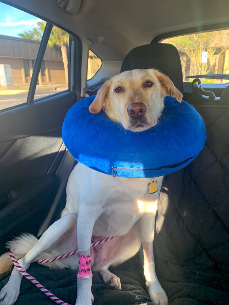 Cone of Shame Alternatives Dog in Inflatable Donut Collar in the car on the way home from surgery