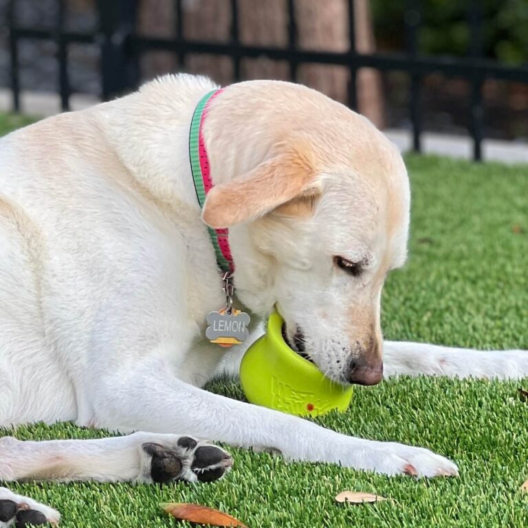A Yellow Labrador enjoys her West Paw Toppl in the grass