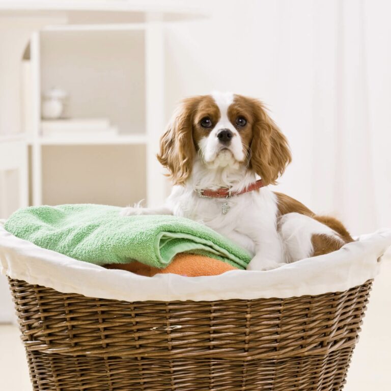 A Cavalier King Charles Spaniel sits atop a laundry basket of towels.