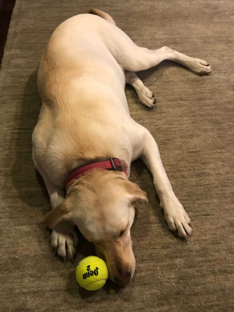 My yellow lab Lemon laying on the floor with a ball when she was overweight