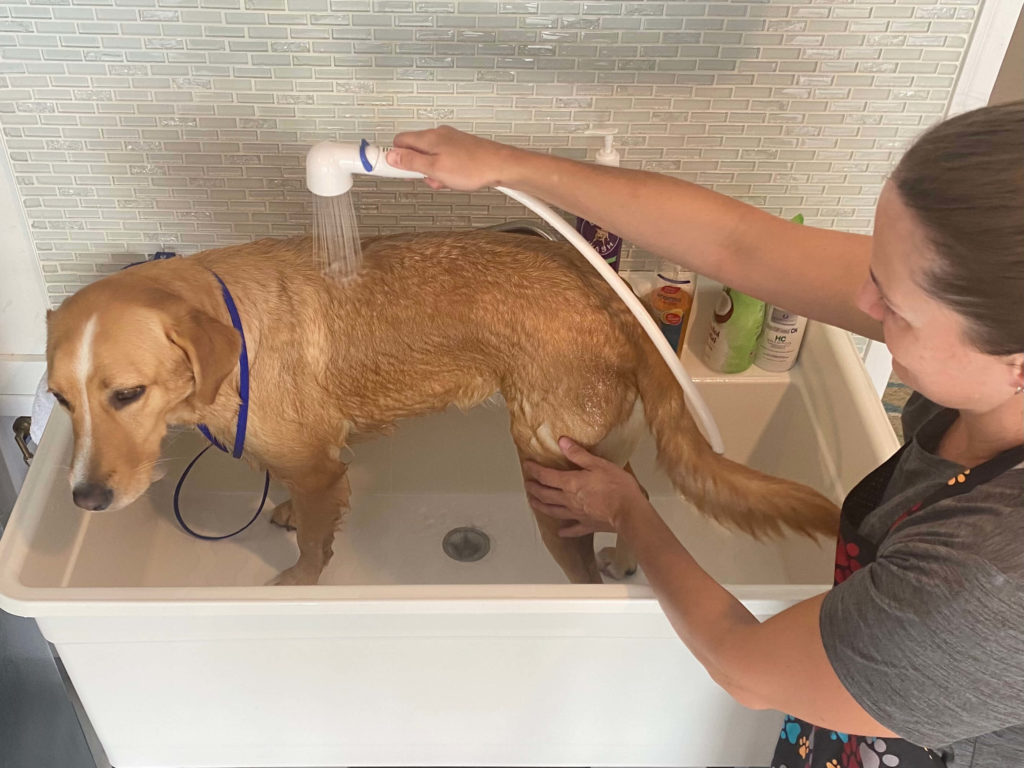 A yellow lab mix gets a rinse in the at home dog washing station