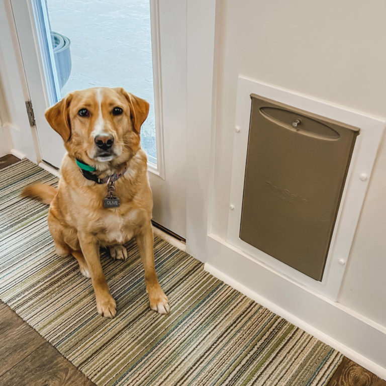 Yellow Labrador mix sits next to her wall entry dog door.