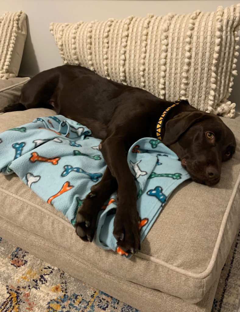 A chocolate Labrador ix stretches out on her new Coop Sanctuary Pet Bed