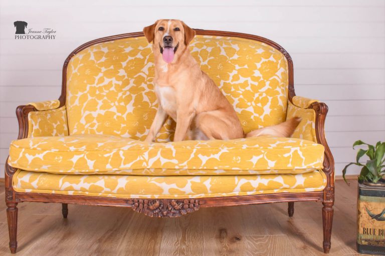A yellow Labrador mix has her portrait taken on a fabric sofa