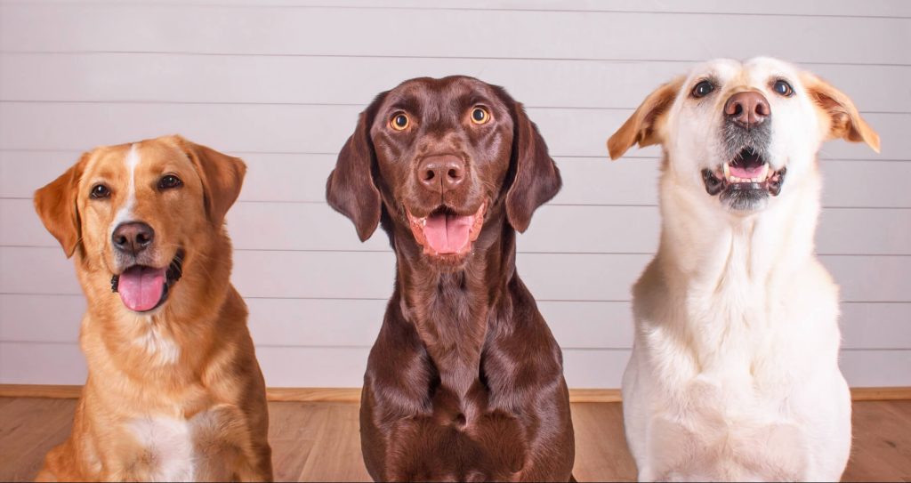 Three Labradors of different colors sitting, smiling in front of a shiplap wall