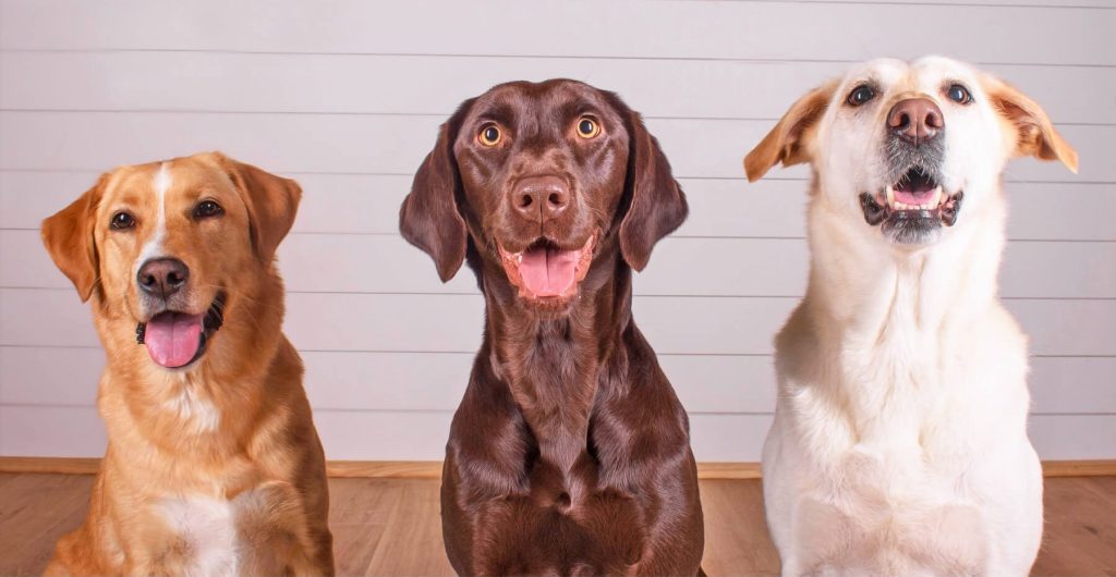 Three Labradors of different colors sitting, smiling in front of a shiplap wall
