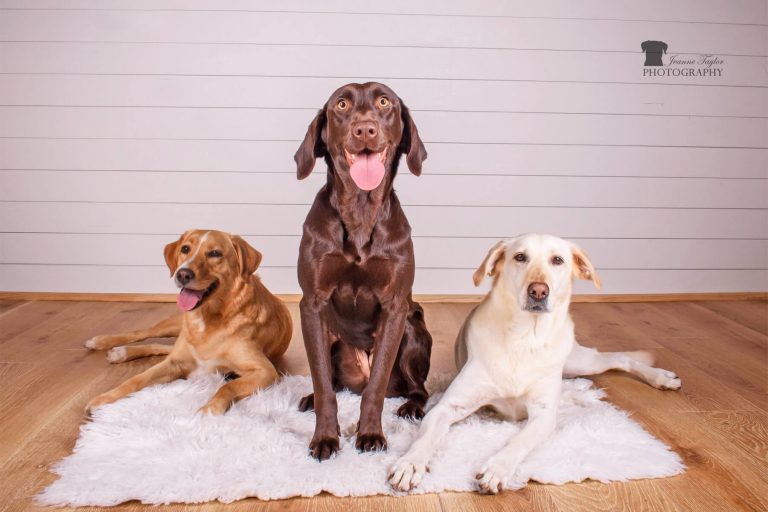 A multi-dog pack of three Labradors laying on a fluffy white rug.