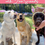 Three Labradors in an outdoor setting wearing Bunny Rabbit Zoo Snoods for Easter