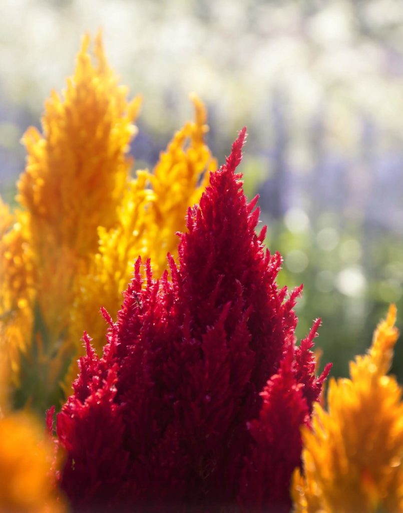 Vibrant red and yellow Celosia are dog friendly flowers for Fall