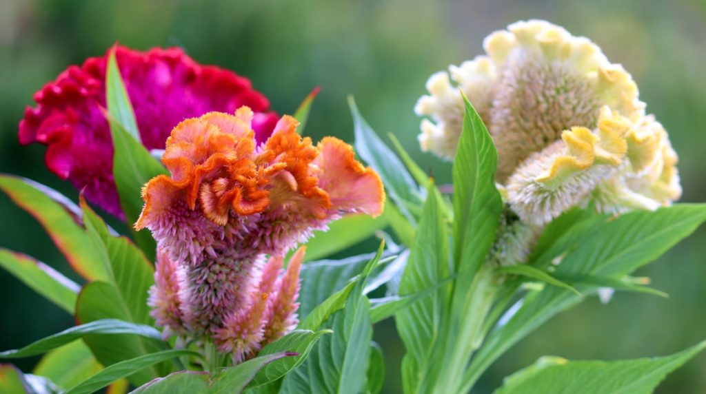 Celosia Cristata in shades of yellow, orange and fuchsia are dog friendly flowers for Fall