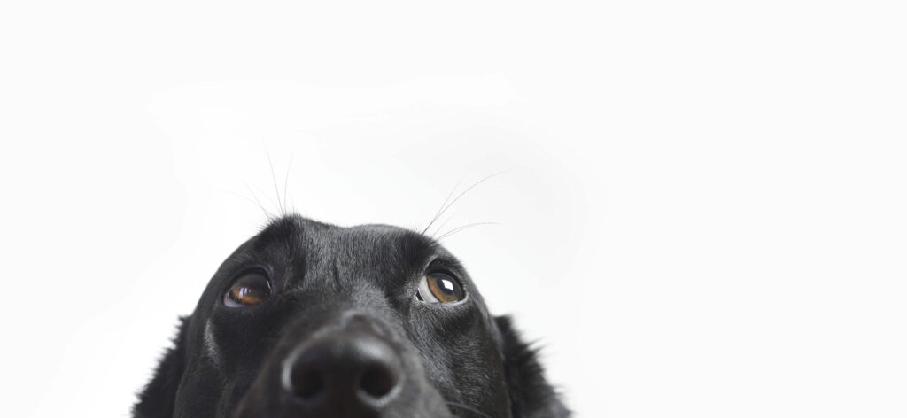 A black dog peeks up nervously from the bottom of the frame.