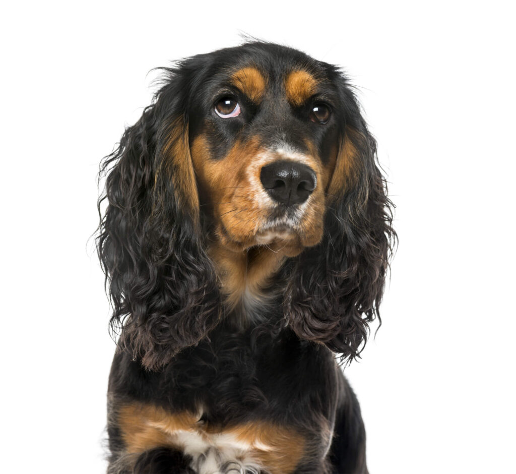 Close-up of a thoughtful English Cocker Spaniel, on white background