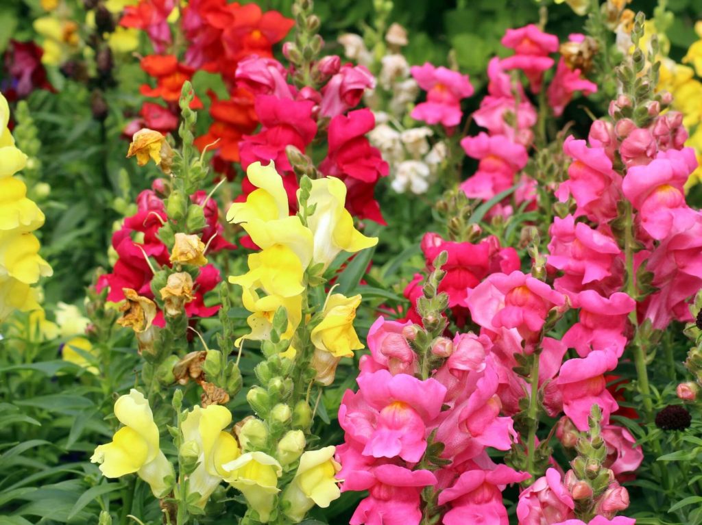 Dog friendly flowers for Fall include these colorful Snapdragons