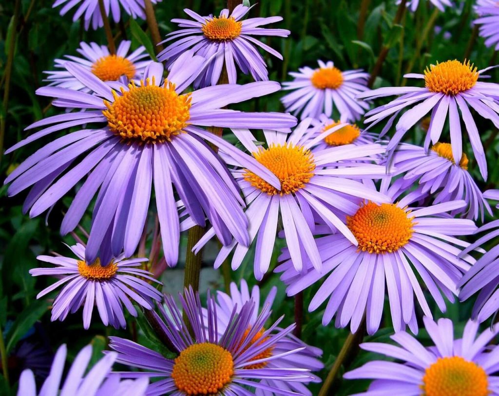 Purple Asters are dog friendly flowers for Fall
