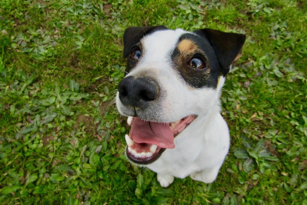 A Jack Russell sits in the grass, looking up at the camera, smiling, teeth visible.