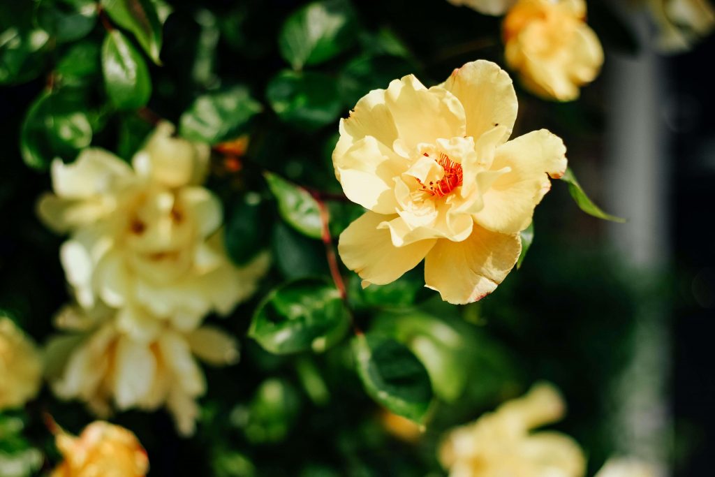 Beautiful yellow roses are a pet safe addition to any landscape.