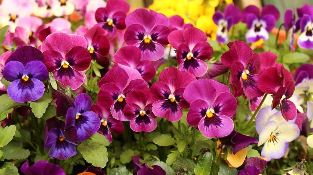 These delicate pansies offer many color choices for dog friendly Fall flowers