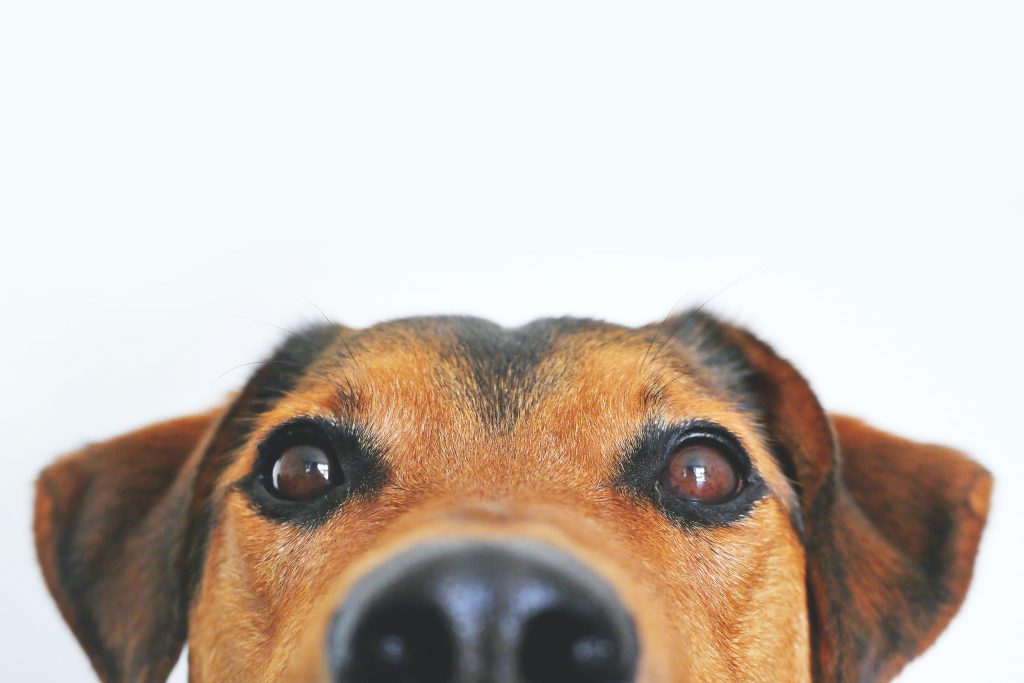 Photo of a dog peeking above the bottom of the photo