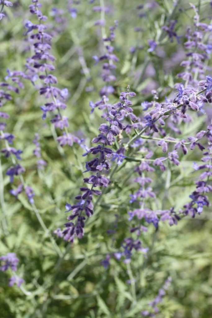 Up close shot of the purple blooms on Russian Sage