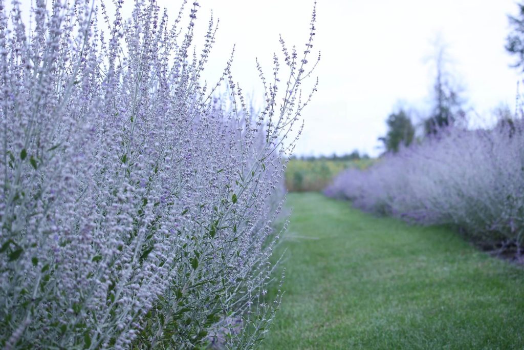 A field of Russian Sage gives off a purple and silver hue