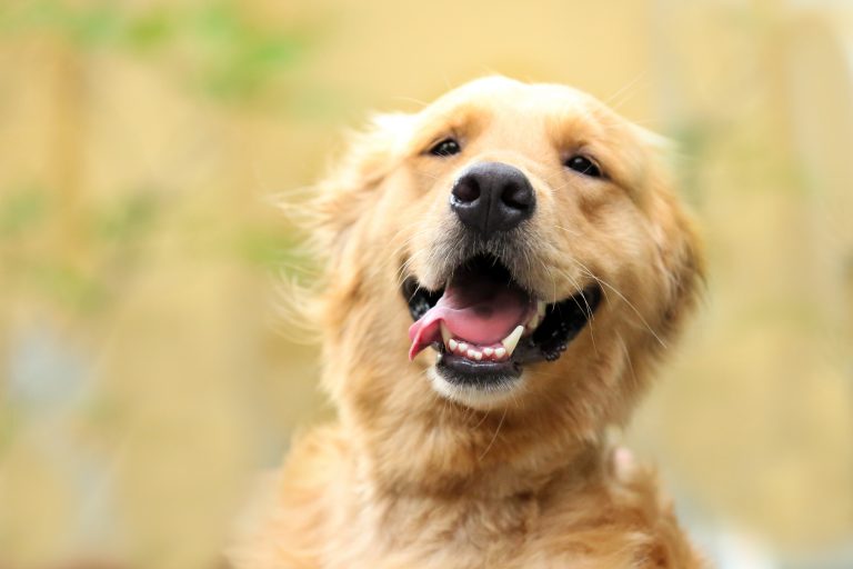 Golden Retriever smiling with pearly white teeth