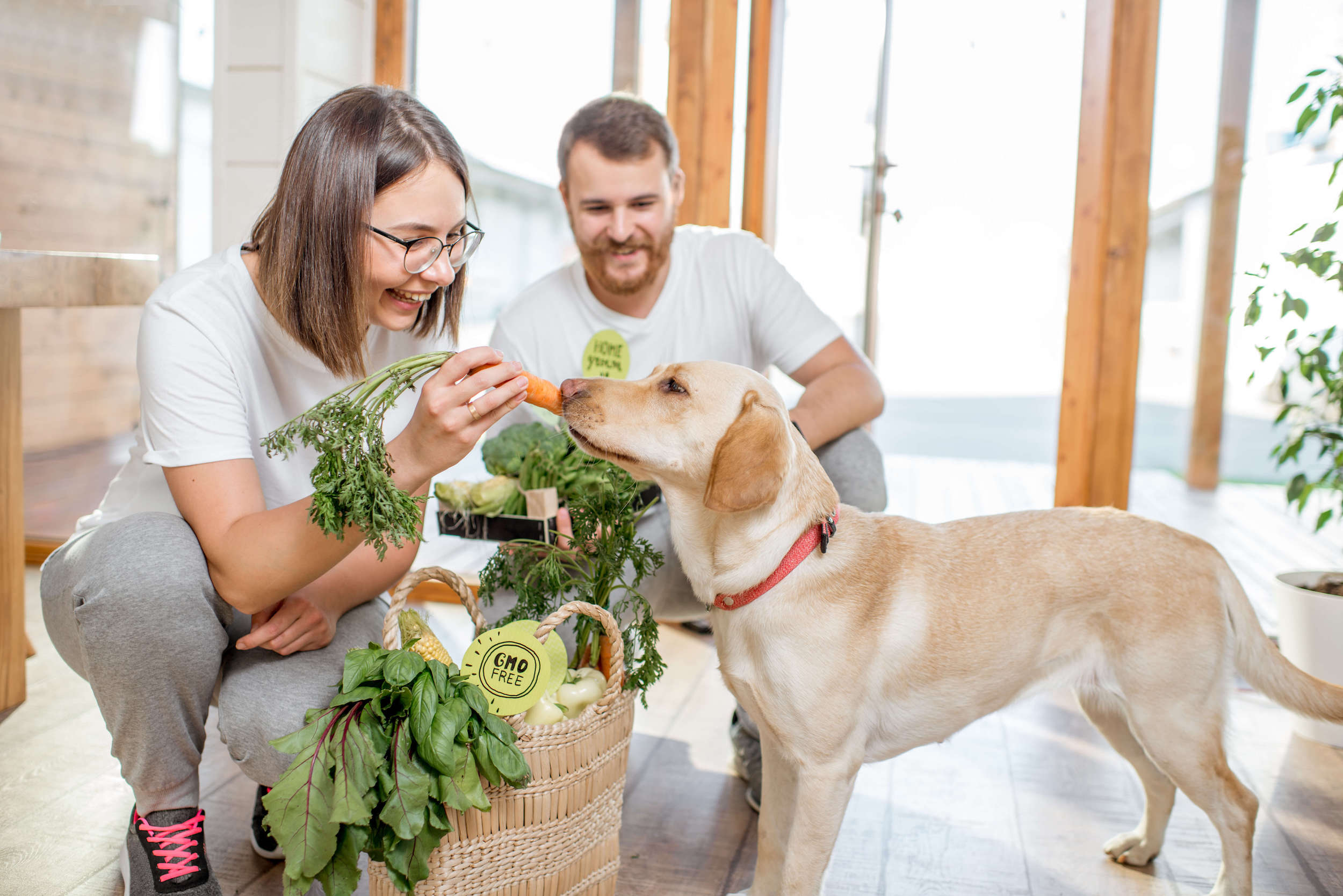 Summer Fruit and Vegetables Your Dog Can Eat