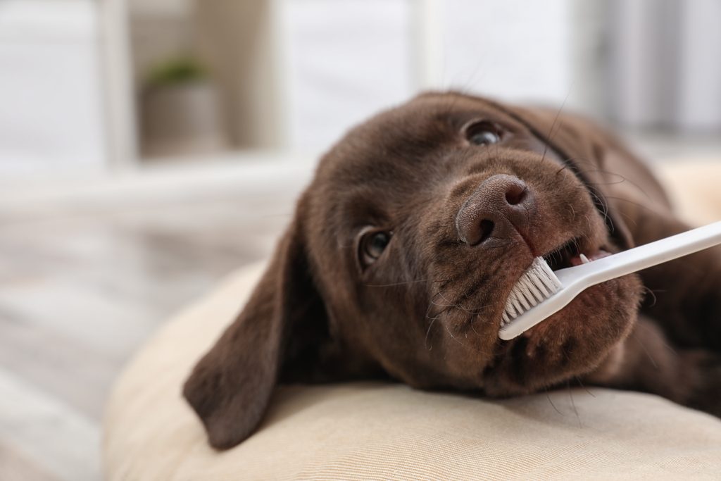 Chocolate lab puppy having it’s teeth brushed with a toothbrush.