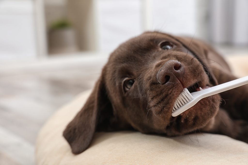 Best brush shop for chocolate lab