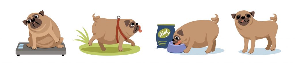 A cartoon strip of a pudgy pug on a scale, on a walk, eating a healthy diet, and finally at a healthy weight